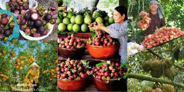  Chợ Lách Bến Tre