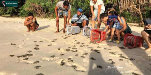 Côn Đảo Thả Rùa