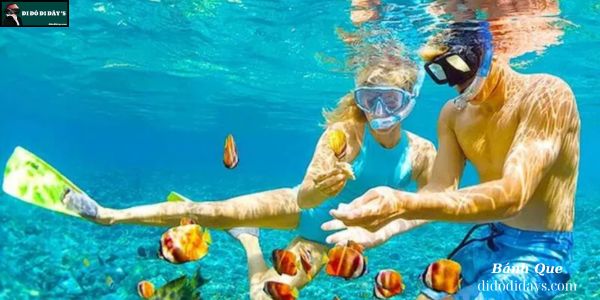 lặn ngắm san hô