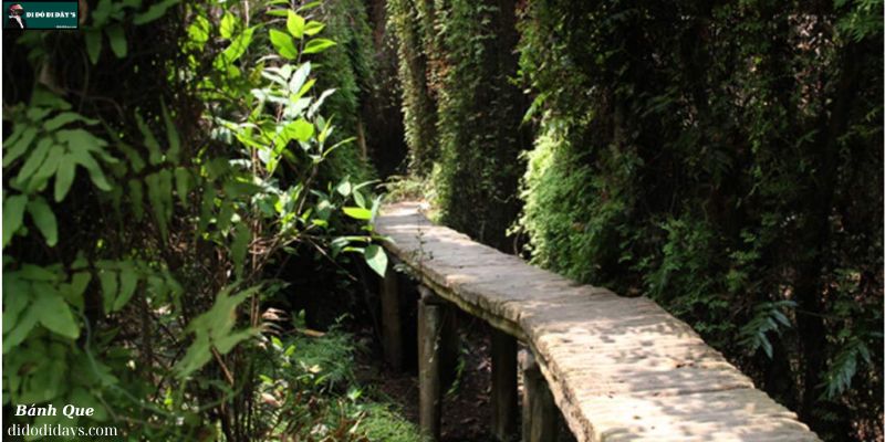 thảm động – thực vật tại Xẻo Quýt