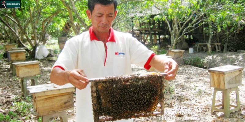 Tham quan khu nuôi ong