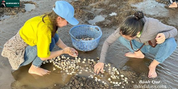 cào nghêu Cồn Nhàn Tại Bến Tre