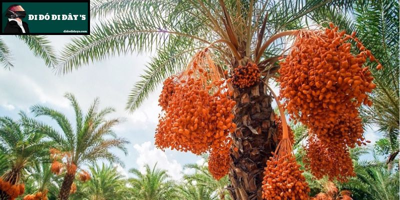 vườn cây chà là