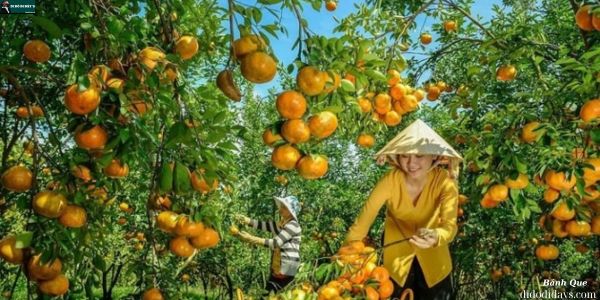 Tham quan vườn trái cây