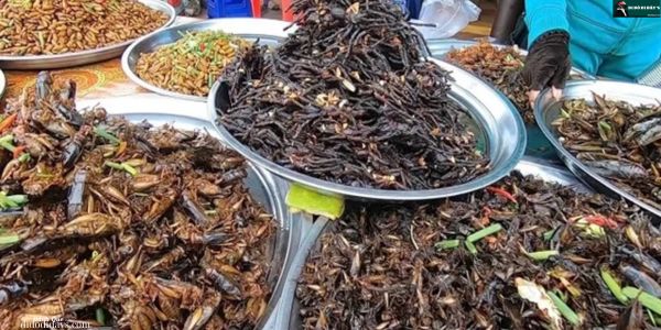 Các món côn trùng độc lạ ở chợ Tịnh Biên