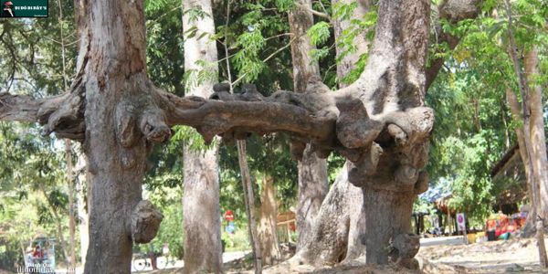 Cây cổ thụ & rễ cây kỳ thú