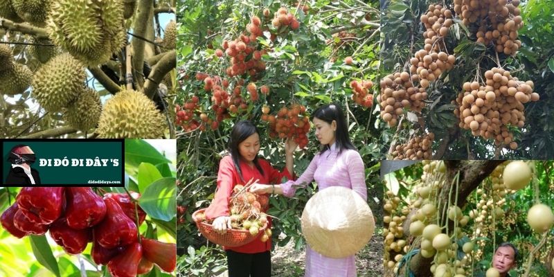 Tham Quan Vườn Trái Cây