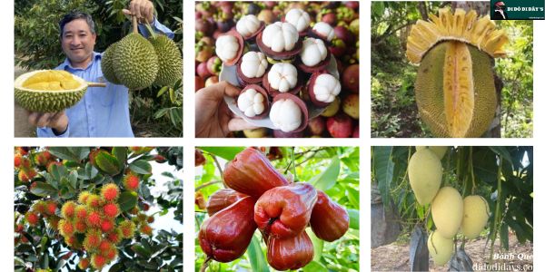 trái cây Cù Lao Tân Quy Trà Vinh