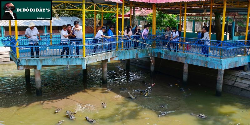 câu cá sấu 
