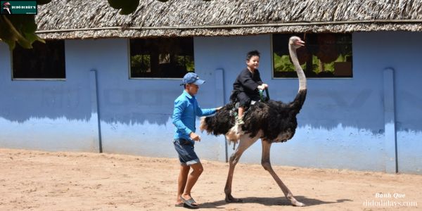 cưỡi đà điểu KDL Vinh Sang