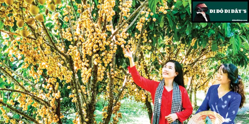 thu hoạch dâu da