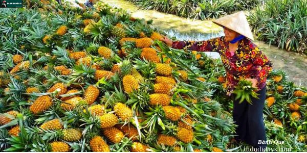 cánh đồng khóm Tân Phước