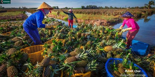 Cánh Đồng Khóm Tân Phước