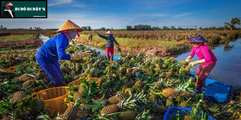 Cánh Đồng Khóm Tân Phước