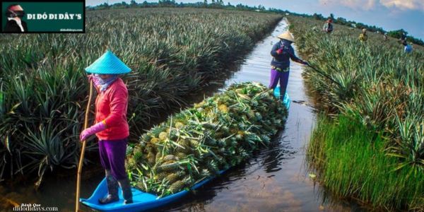 Cánh Đồng Khóm Tân Phước