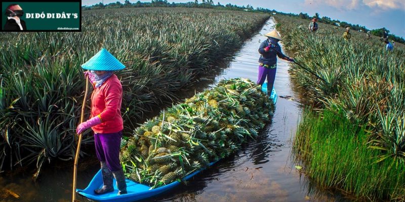 Thu Hoạch Cùng Người Dân