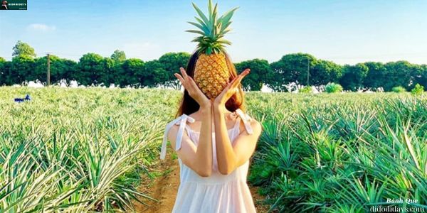 Cánh Đồng Khóm Tân Phước