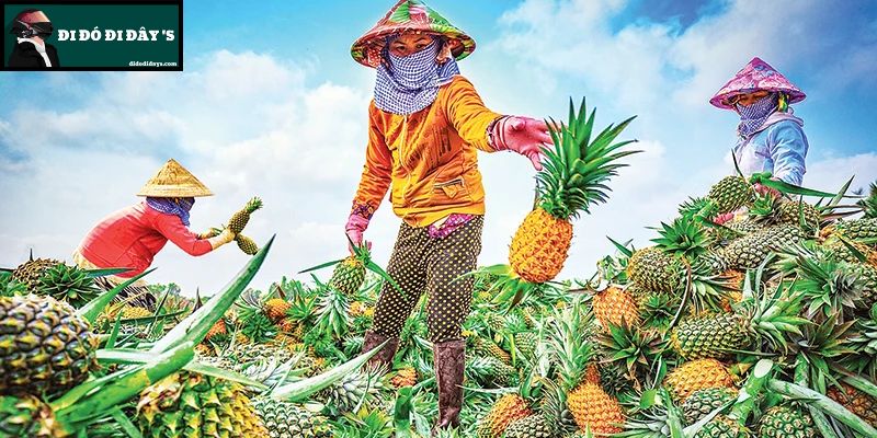 Thu Hoạch Cùng Người Dân