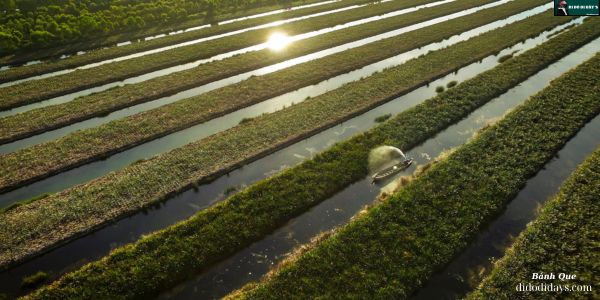 Cánh Đồng Khóm Tân Phước