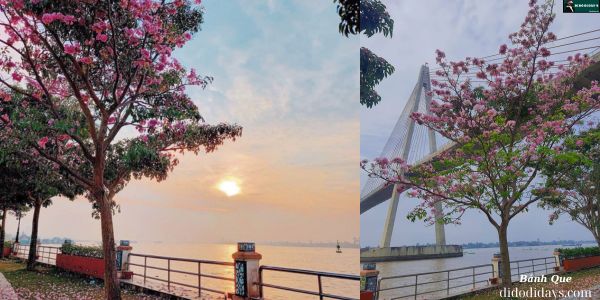 kèn hồng nở ở Mỹ Tho