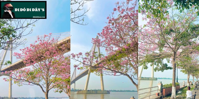 hoa kèn hồng nở rộ