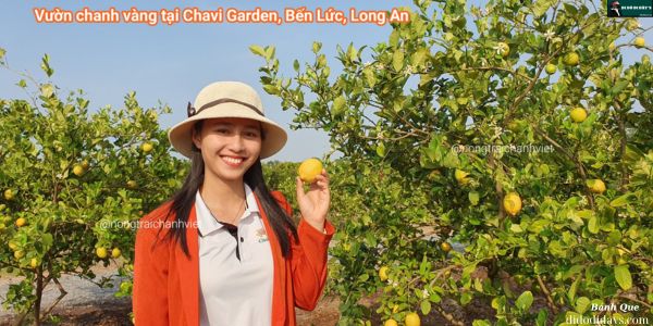 dạo vườn chanh không hạt