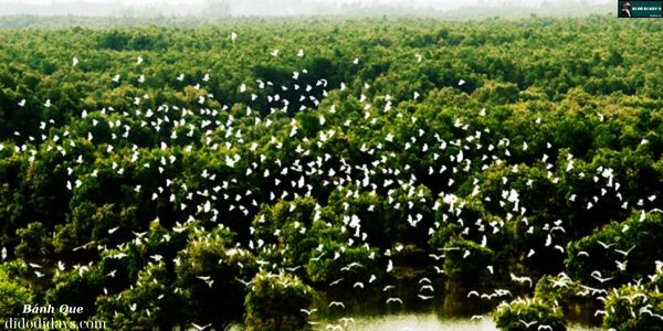  Khu Bảo Tồn Sinh Thái Đồng Tháp Mười Tại Tiền Giang