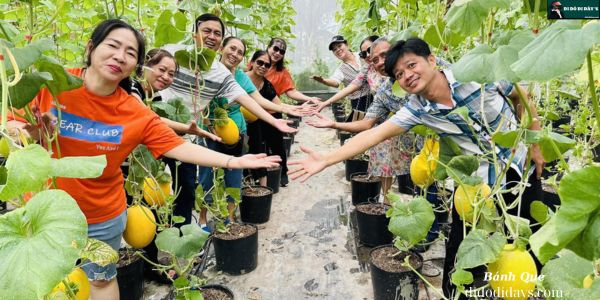Tham Quan Vườn dưa lưới tại nhà Dừa CocoHome