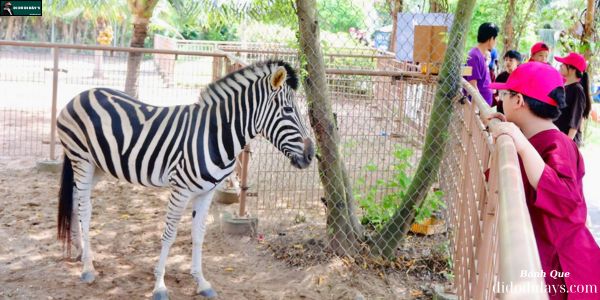 ngựa vằn TTC Mekong Aqua Park