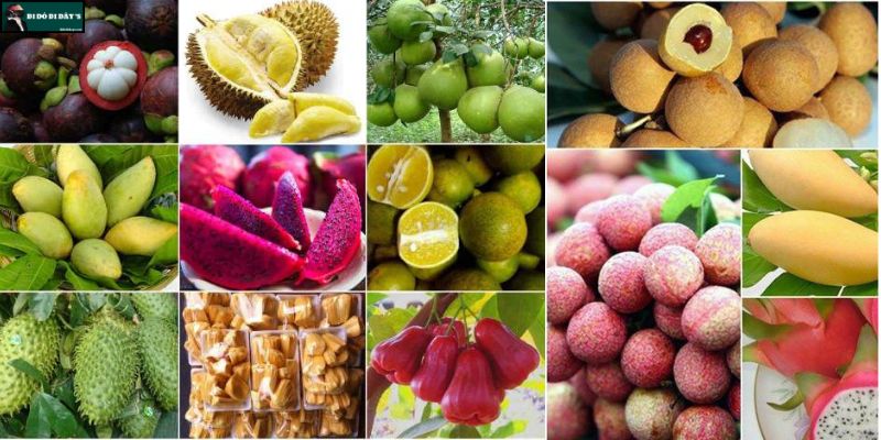 Đa dạng trái cây tươi ngon