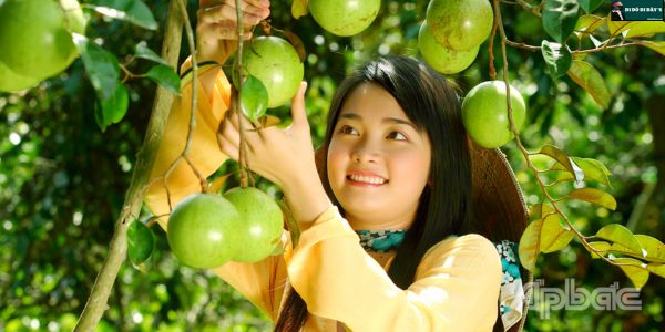 Vú Sữa Vườn Vĩnh Kim Tiền Giang