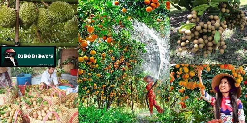Thưởng Thức Trái Cây Tại Vườn