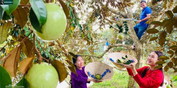 Vú sữa Lò Rèn Vĩnh Kim