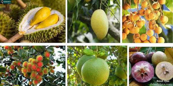 Vườn Trái Cây Vĩnh Kim Tại Tiền Giang