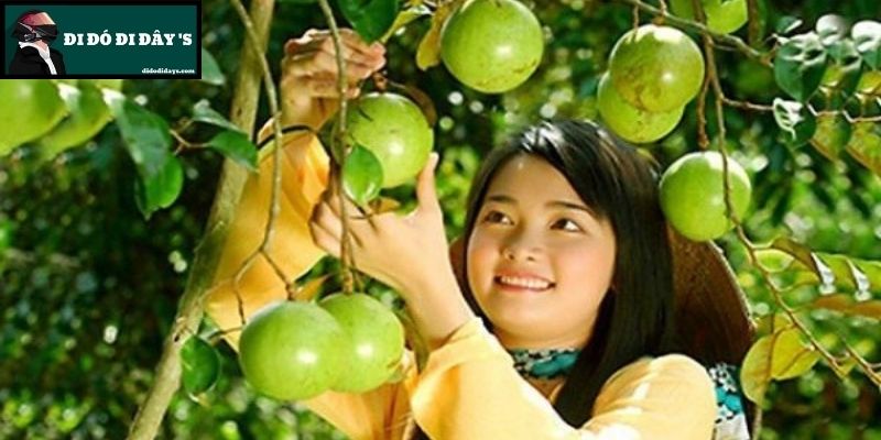 vườn trái cây Vĩnh Kim