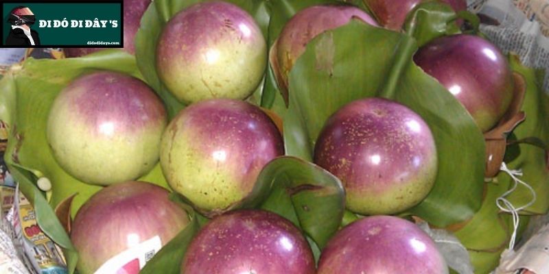 vú sữa Lò Rèn