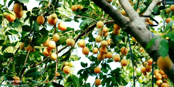 Du Lịch Miệt Vườn Tại Vườn Thanh Trà Ngọt 