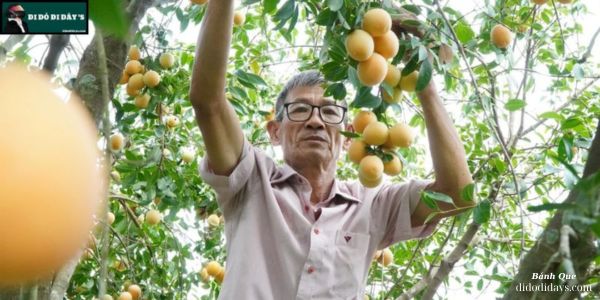 Vườn Thanh Trà Ngọt Năm Cập