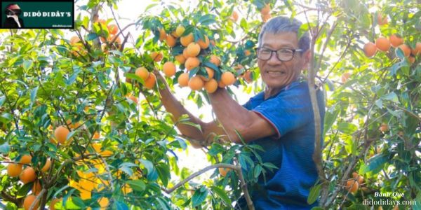 Vườn Thanh Trà Ngọt Năm Cập