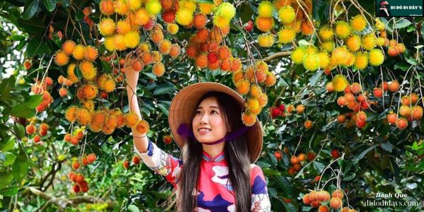 Tự tay hái trái cây tại vườn