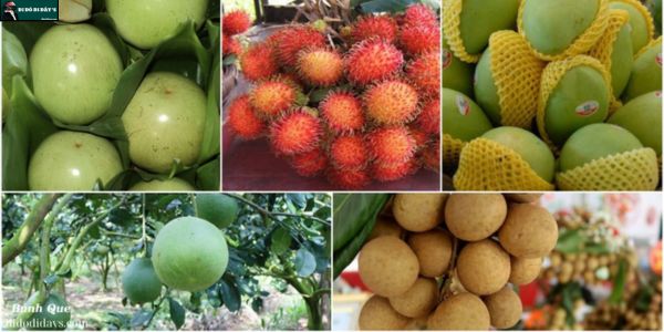 Tham Quan Vườn Trái Cây Trĩu Quả