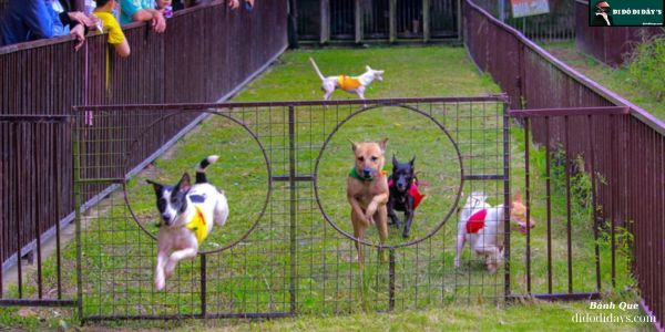 Xem Đua Heo, Đua Chó