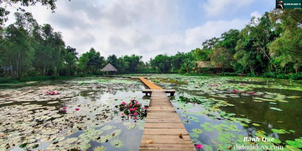 Mùa sen nở ở Xèo Quít