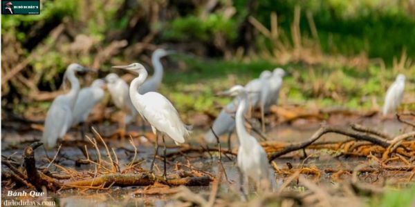 Ngắm chim, quan sát thiên nhiên