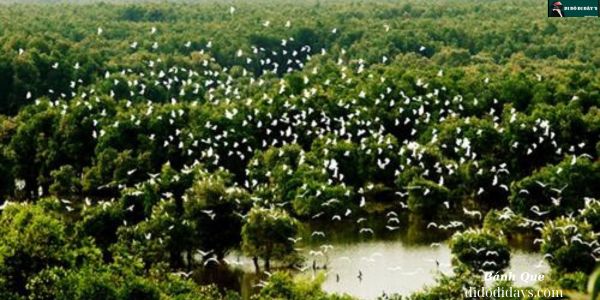 Hơn 200 loài chim tụ về sinh sống, có cả mấy loài quý hiếm