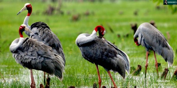 cơ hội thấy sếu đầu đỏ ngoài đời thật