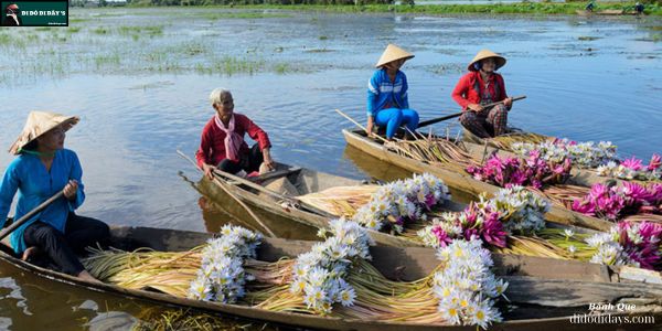 hái hoa súng tại Tràm Chim
