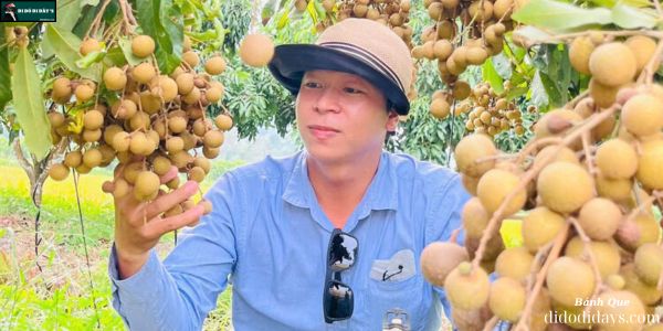 Vườn Nhãn Thành Đẳng