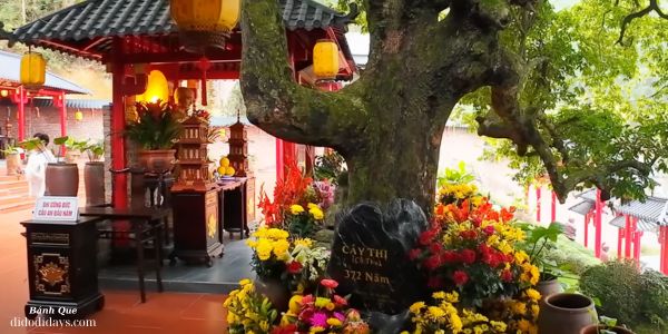  Chùa Cây Thị - Tịnh Viện Di Đà 