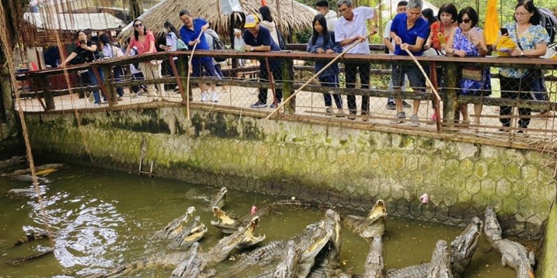 câu cá sấu tại Cồn phụng Cồn thới sơn